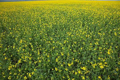 3DM速报：《战地2042》蝉联周销榜 动视暴雪CEO搞不定会考虑离开