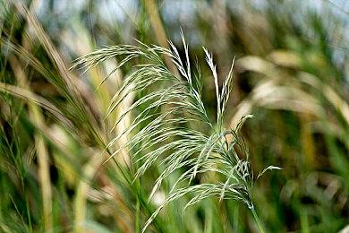 大型战略模拟游戏《山海：传承》Steam页面上线 发售日待定