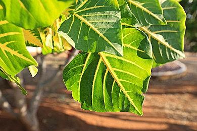 Spencer将于下周拜访小岛秀夫 了解工作室新作进展